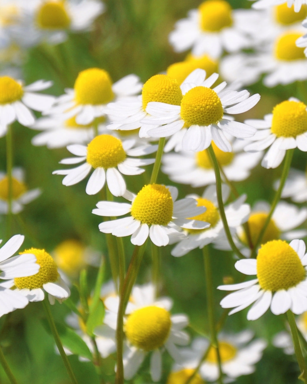 Roman Chamomile