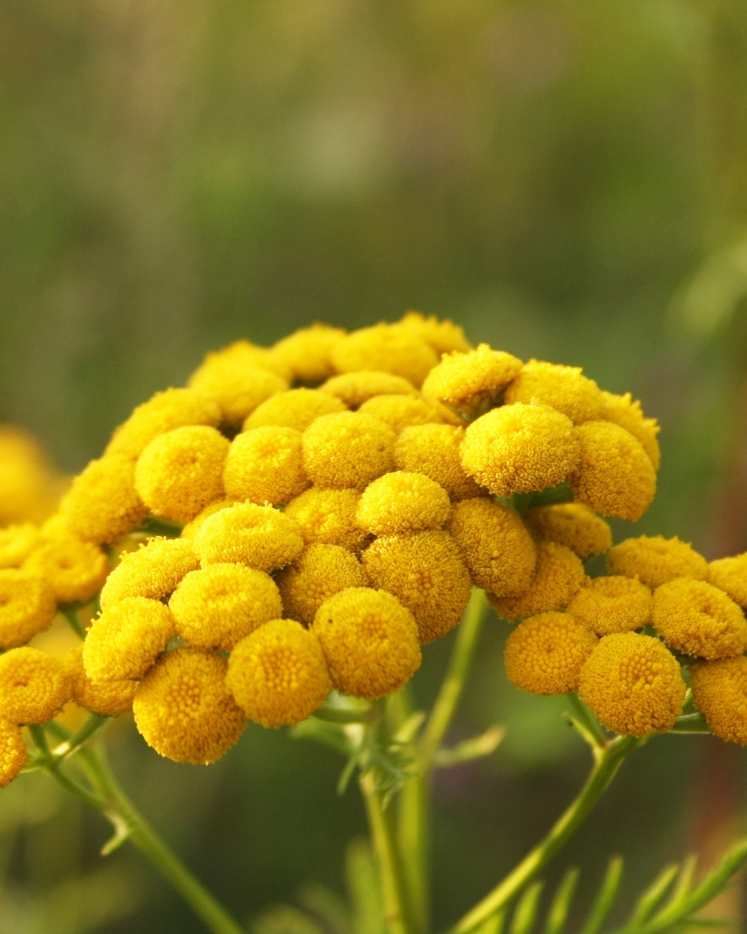 Blue Tansy