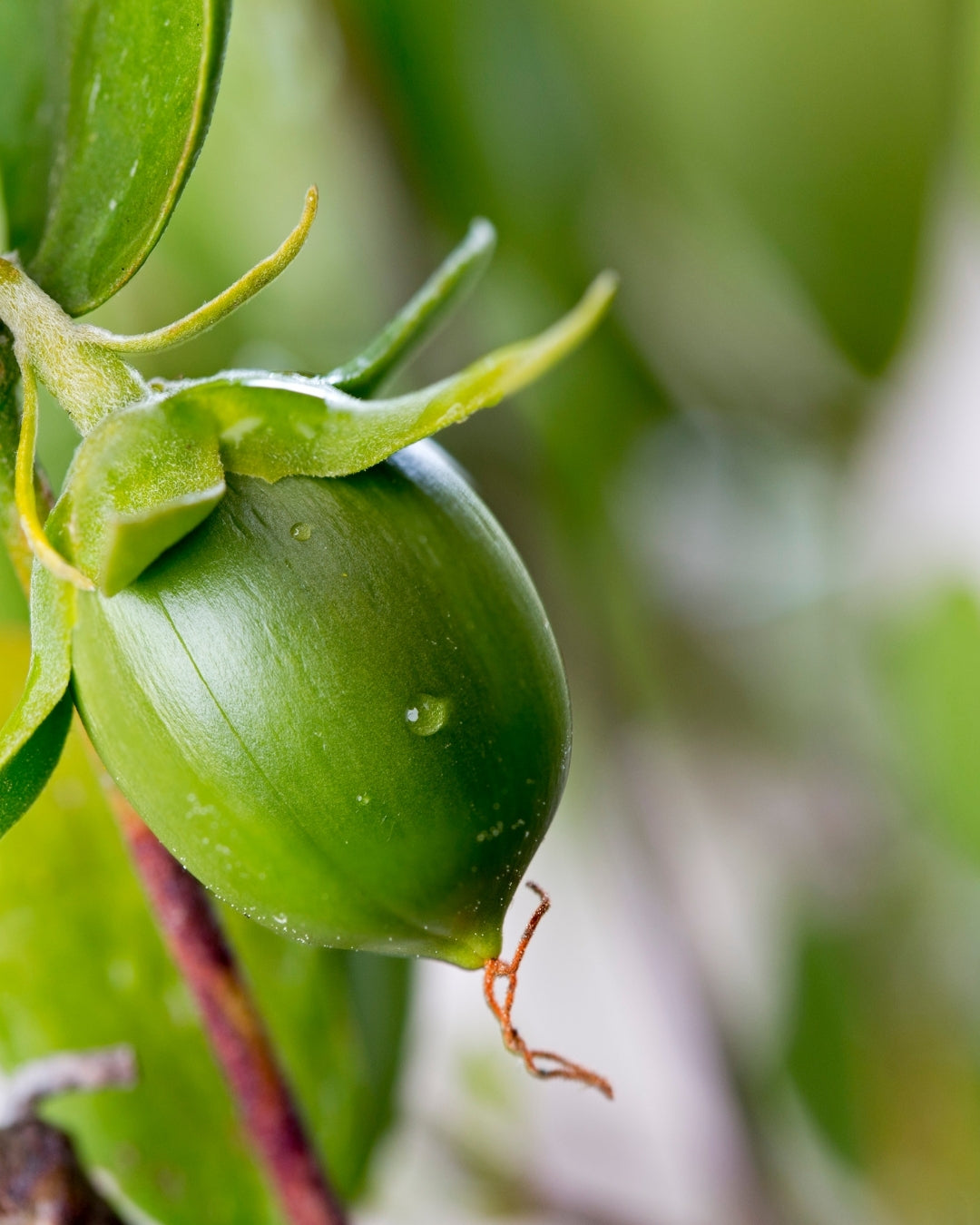 Jojoba Seed Oil