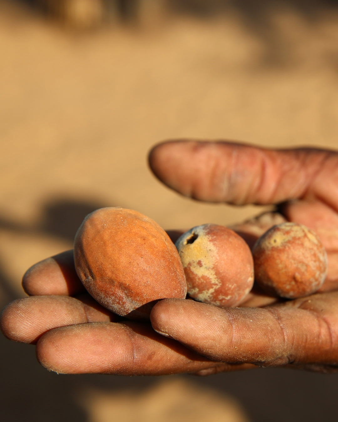 Marula Seed Oil