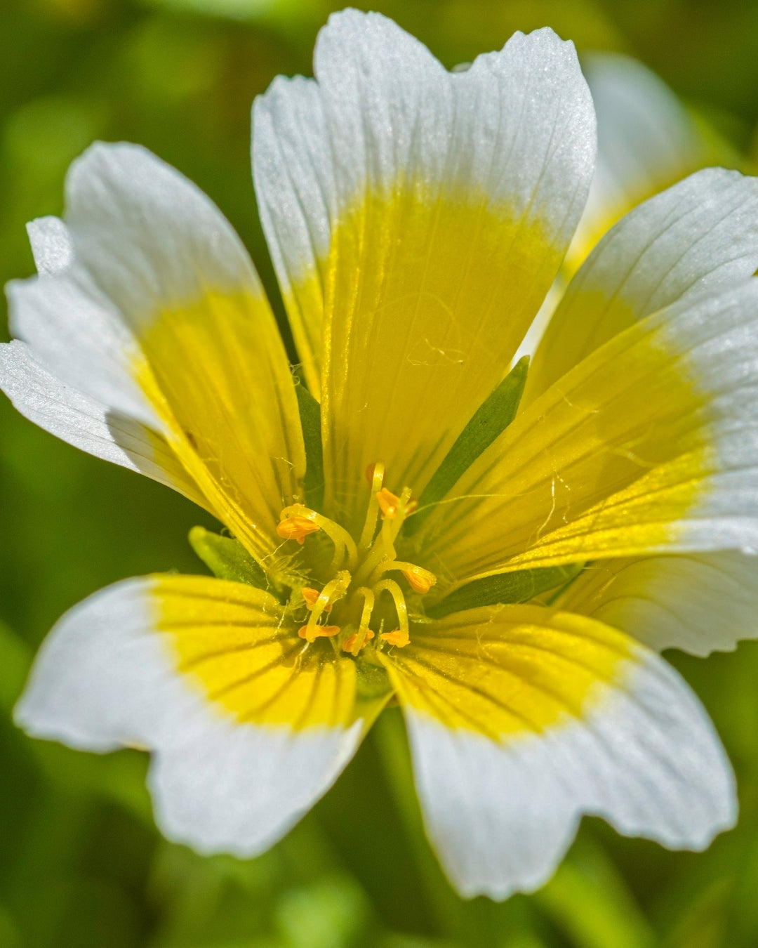 Meadowfoam Seed Oil