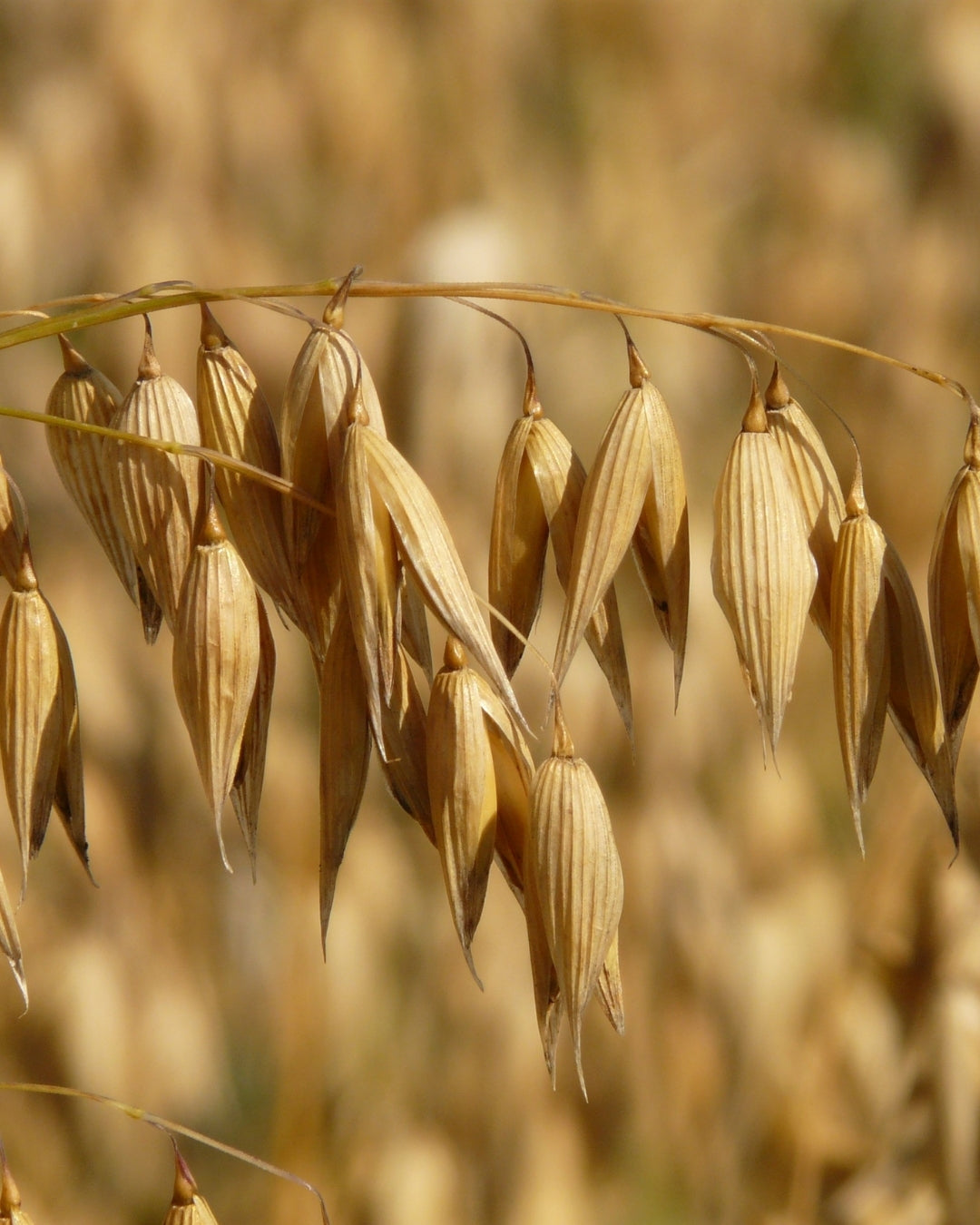 Oat Kernel Oil