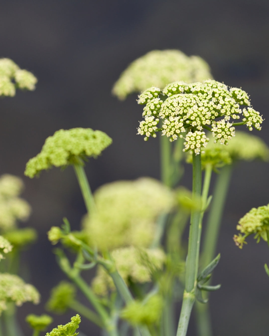 Sea Fennel Extract