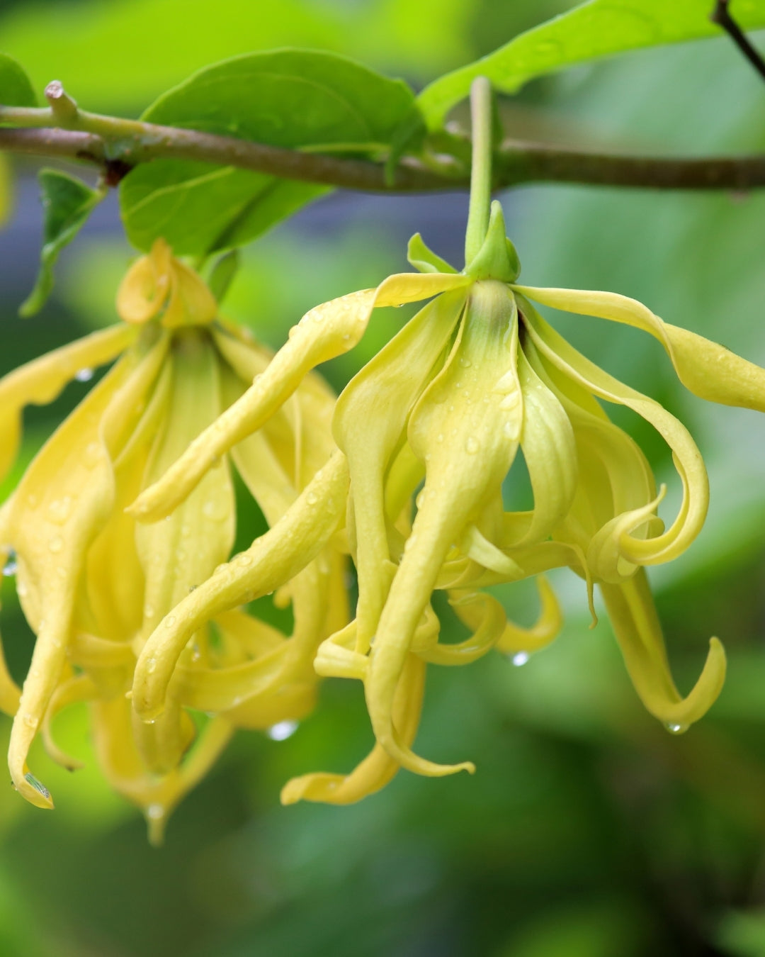 Ylang Ylang Flower Oil