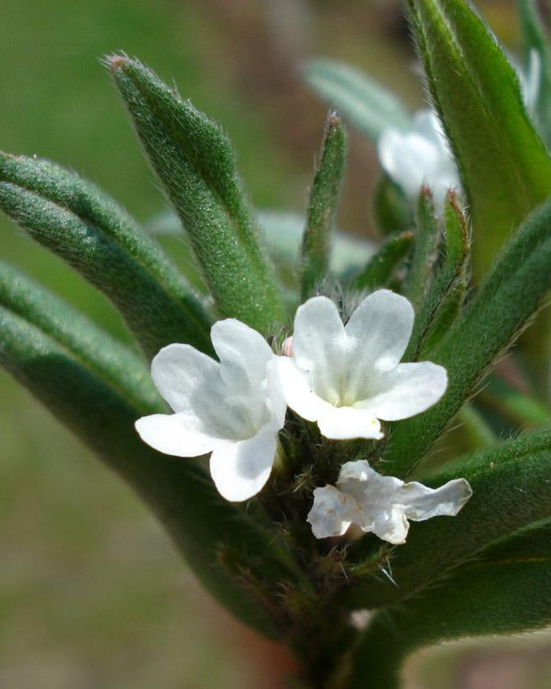 Ahiflower Seed Oil