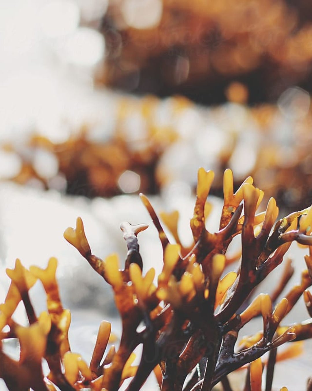 Brown Algae - Ladoni Kind Beauty